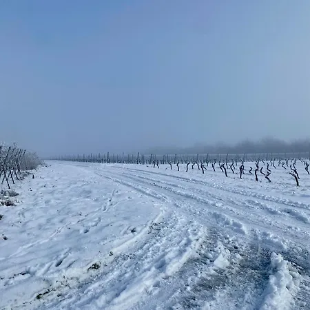 Haeuschen Am Plenzer Ingelheim am Rhein